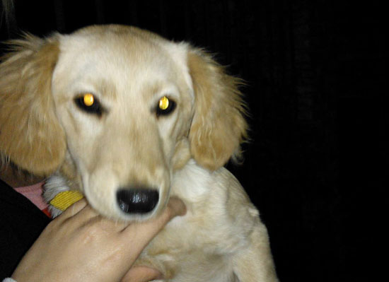 Perros encontrados y perdidos Perros encontrados y perdidos