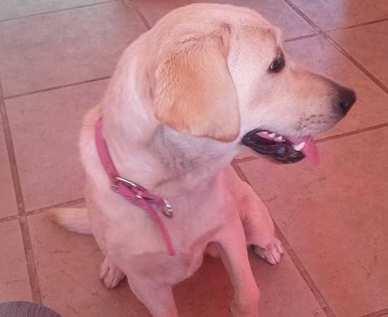 Mascotas encontradas, perdidas y en adopción Mascotas encontradas, perdidas y en adopción