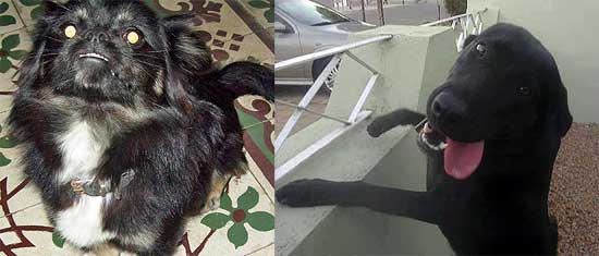 Buscan los dueños de un pekinés y a una perra extraviada Buscan los dueños de un pekinés y a una perra extraviada