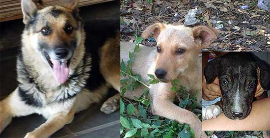 Perro encontrado y cachorros en adopción Perro encontrado y cachorros en adopción