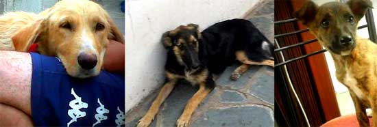 Perros en adopción, cachorros y adultos Perros en adopción, cachorros y adultos