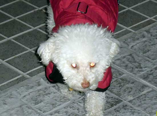 Perros perdidos y encontrados Perros perdidos y encontrados