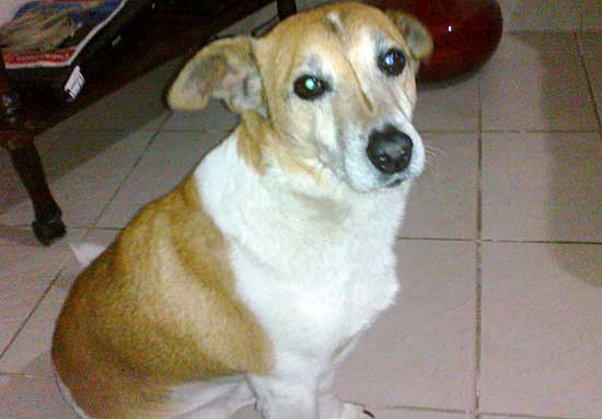Buscan perro que escapó tras ser atacado Buscan perro que escapó tras ser atacado