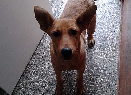 Perro perdido y otro hallado Perro perdido y otro hallado