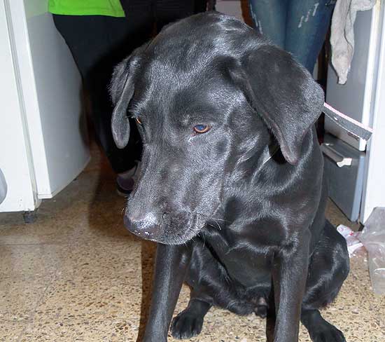 Perros encontrados, perdidos y en adopción Perros encontrados, perdidos y en adopción