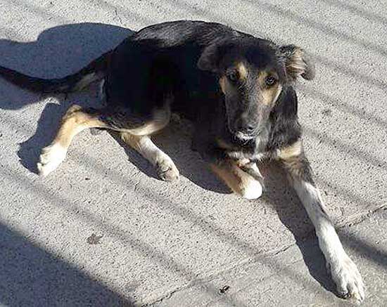 Perro perdido y en adopción Perro perdido y en adopción
