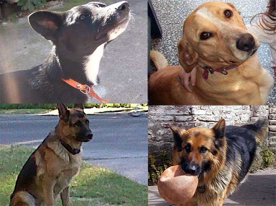 Perros perdidos Perros perdidos
