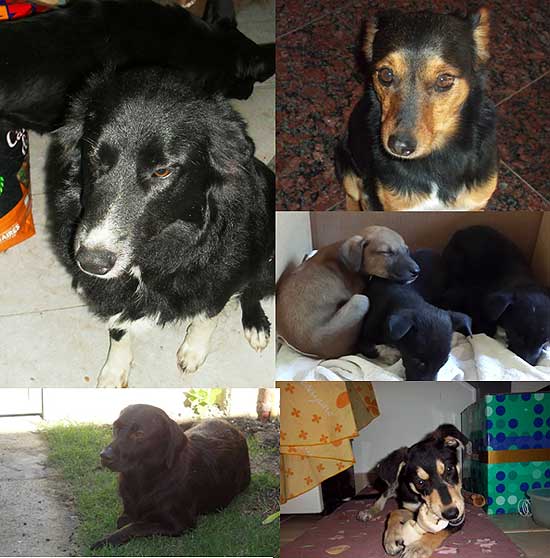 Perros perdidos y en adopción Perros perdidos y en adopción