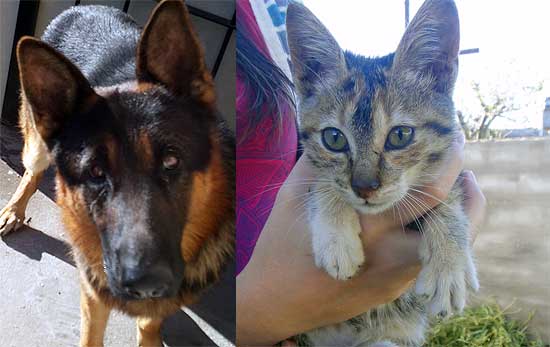 Encuentran perro y regalan gata Encuentran perro y regalan gata