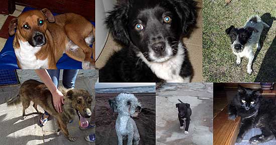 Mascotas perdidas y en adopción Mascotas perdidas y en adopción