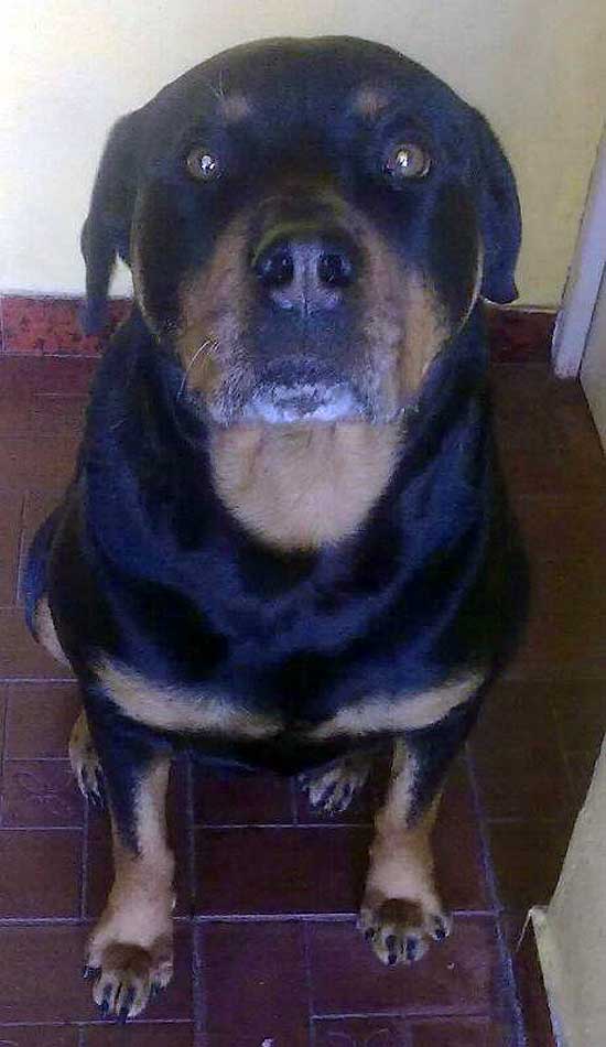 Se perdió una perra Rottweiler Se perdió una perra Rottweiler