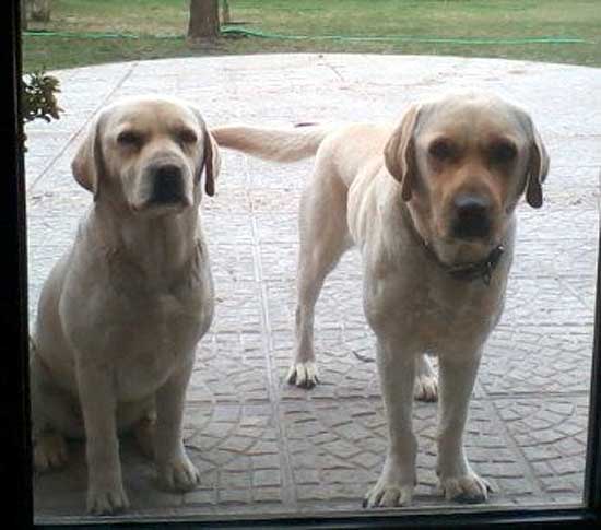 Labradores perdidos y perra en adopción Labradores perdidos y perra en adopción