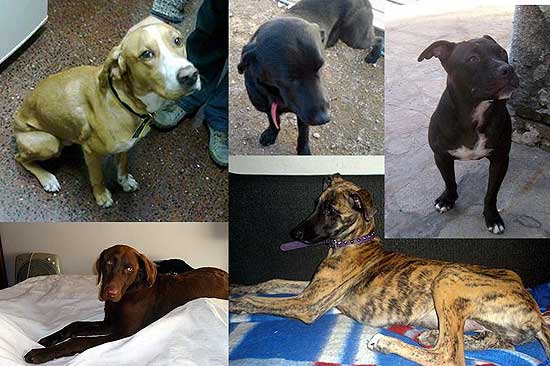 Perros perdidos y encontrados Perros perdidos y encontrados