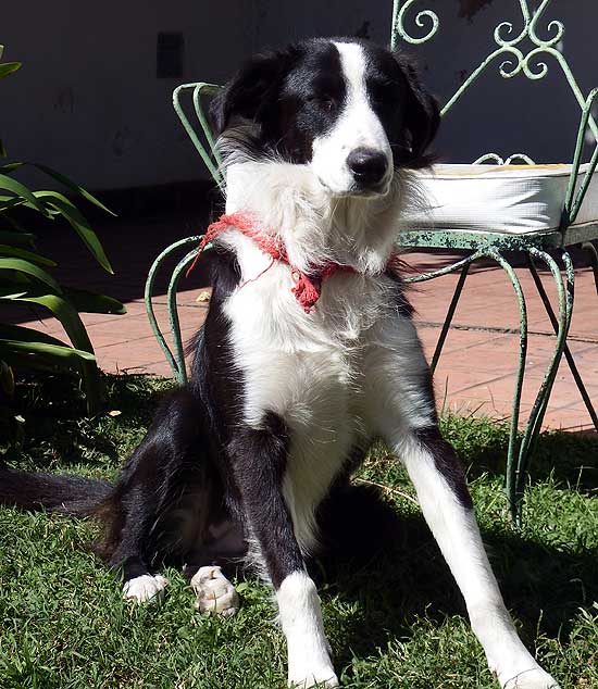Border Collie extraviada Border Collie extraviada
