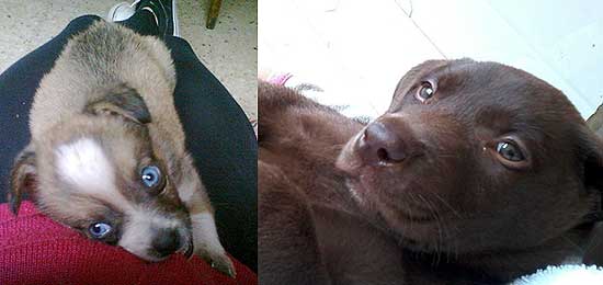 Perros extraviados Perros extraviados
