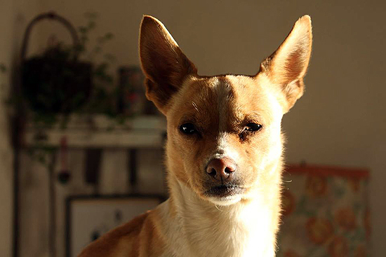 Perrita perdida Perrita perdida