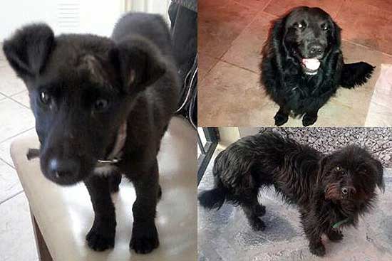 Perro perdido en Barrio Aoma Perro perdido en Barrio Aoma