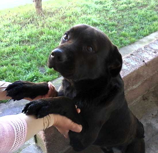 Se encontró un labrador negro Se encontró un labrador negro