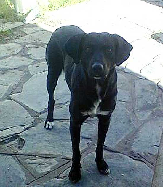 Perro extraviado Perro extraviado